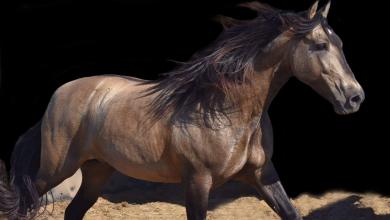 Bild von Desktop Hintergrund Pferde Kostenlos Herunterladen