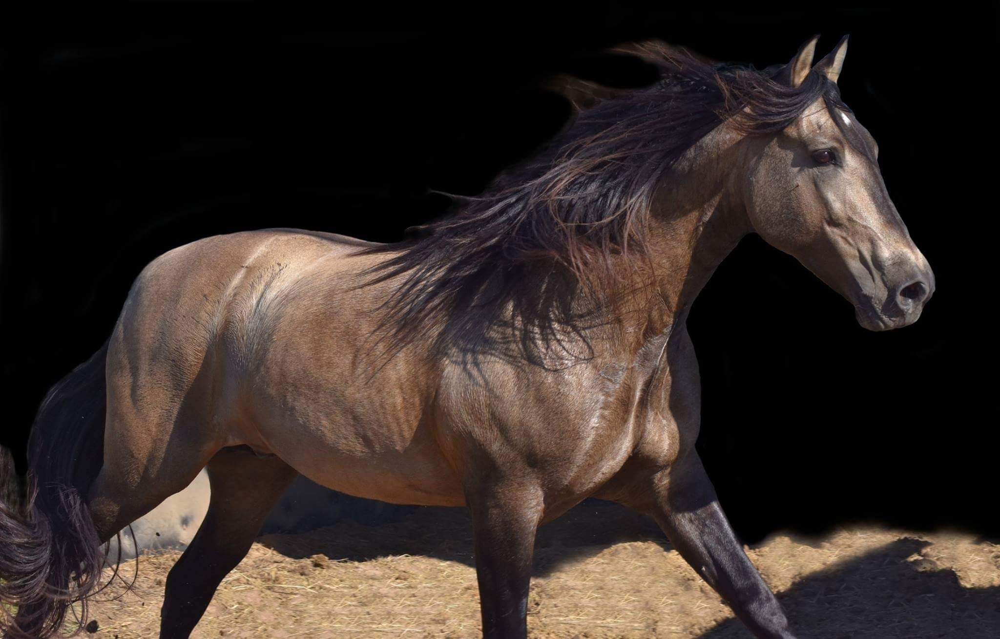 Desktop Hintergrund Pferde Kostenlos Herunterladen