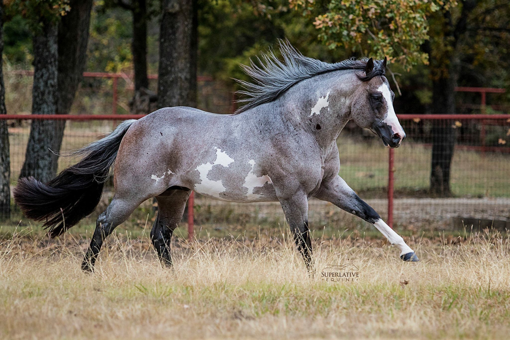 Desktop Hintergrundbilder Pferde Kostenlos Herunterladen