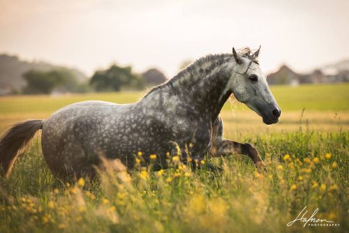 Desktop Hintergrundbilder Pferde
