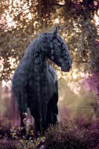 Die Pferde Kostenlos Herunterladen 199x300 - Pferde Springen Bilder Für Facebook