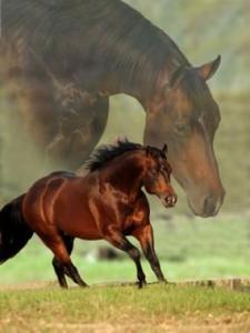 Die Schönsten Pferde Bilder 225x300 - Musiknoten Bilder