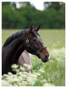 Die Schönsten Pferde Bilder Für Facebook 228x300 - Fliehendes Pferd Kostenlos Herunterladen