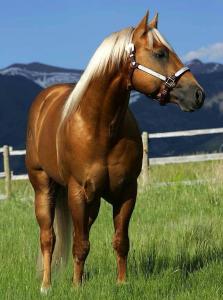 Die Schönsten Pferdebilder Kostenlos Downloaden 223x300 - Die Schönsten Pferdebilder Kostenlos Downloaden