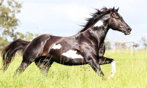 Die Schönsten Pferdebilder Kostenlos Herunterladen 300x180 - Die Schönsten Pferdebilder Kostenlos Herunterladen