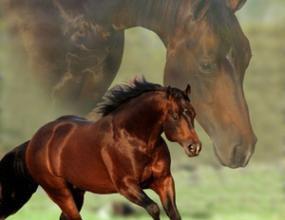 Bild von Die Schönsten Pferde Bilder