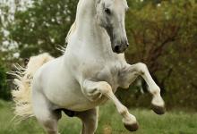Bild von Dino Bilder Kostenlos Herunterladen bilder fürs handy