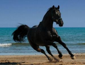 Dressurpferde Kaufen Kostenlos Herunterladen 300x230 - Pferde Springen Bilder Für Facebook