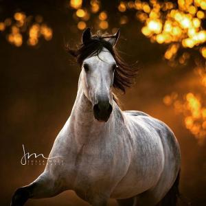 Echte Pferde Bilder Für Facebook 300x300 - Pferde Freunde Fürs Leben Kostenlos Herunterladen
