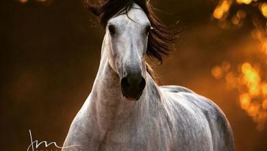 Bild von Echte Pferde Bilder Für Facebook