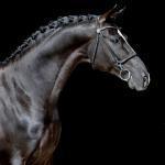 Echte Pferde Bilder Kostenlos Herunterladen 150x150 - Pferde Bilder Malen Kostenlos Herunterladen