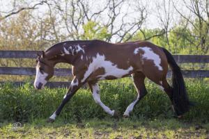 Füchse Bilder Für Facebook 300x200 - Kostenlose Pferde Bilder Kostenlos Herunterladen