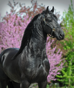 Falbes Pferd Kaufen 255x300 - Pferde Und Ponys