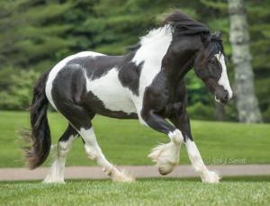 Falbes Pferd Kaufen Kostenlos Herunterladen 300x229 - Andalusier Für Facebook