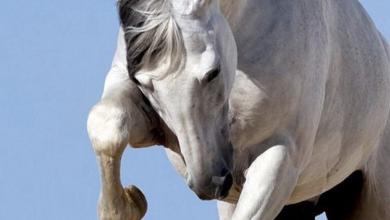 Bild von Fantasy Bilder Pferde Kostenlos Herunterladen