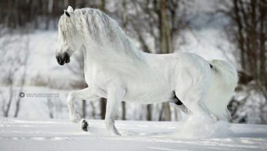 Bild von Fantasy Pferde Bilder Für Facebook