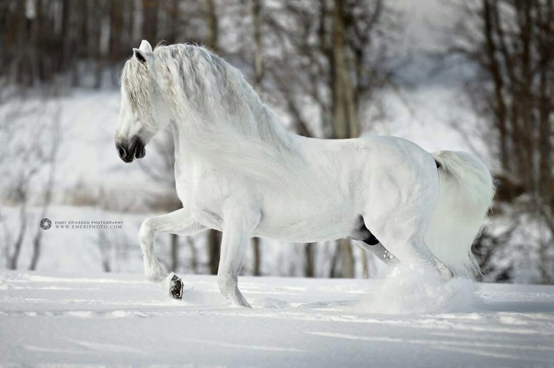 Fantasy Pferde Bilder Für Facebook
