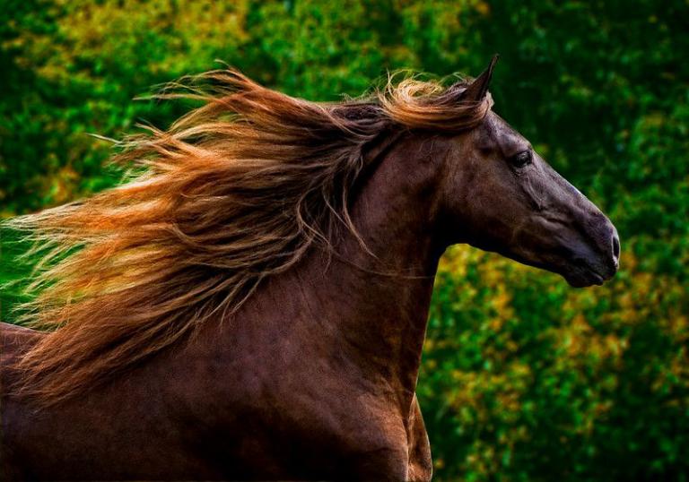 Fantasy Pferde Bilder Kostenlos Herunterladen