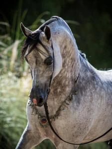 Fest Der Pferde bilder fürs handy