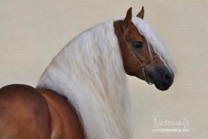 Fest Der Pferde Für Facebook bilder fürs handy