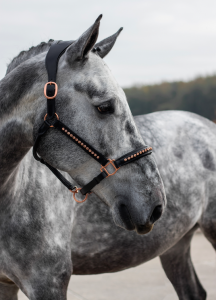 Fest Der Pferde Für Whatsapp bilder fürs handy