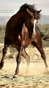Fliehendes Pferd 169x300 - Bilder Pferde Kostenlos Downloaden