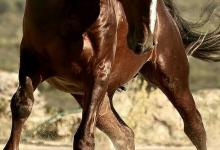Bild von Fliehendes Pferd bilder fürs handy