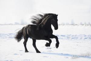 Fliehendes Pferd Für Facebook bilder fürs handy