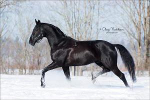 Fliehendes Pferd Für Whatsapp bilder fürs handy