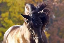 Bild von Fn Reiten bilder fürs handy