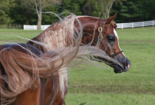 Bild von Fn Reiten Für Facebook bilder fürs handy