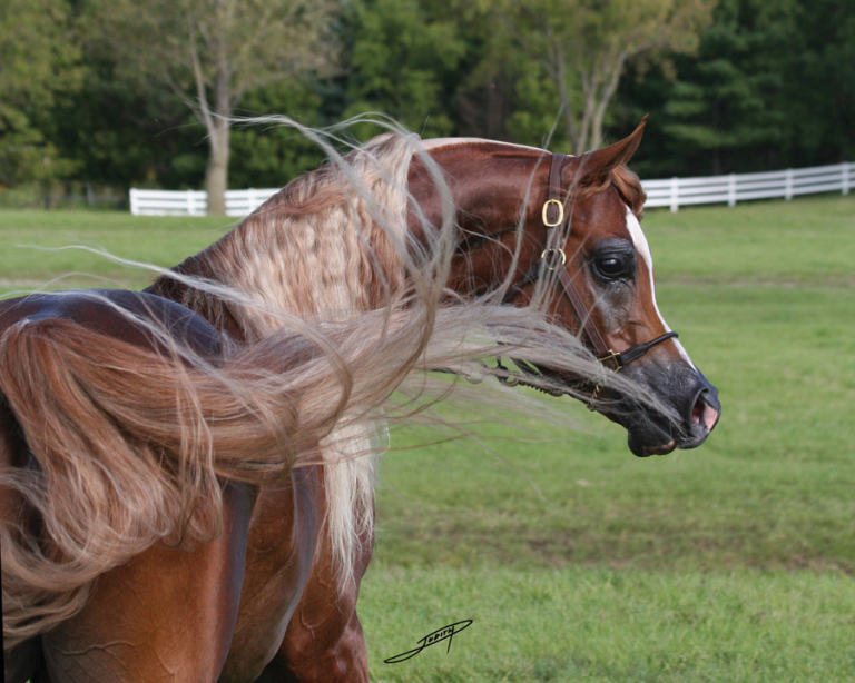 Fn Reiten Für Facebook