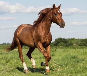 Fohlen Für Facebook 300x261 - Pferd Kaufen Niedersachsen Kostenlos Herunterladen