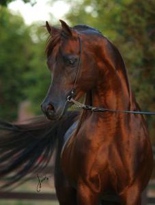Foto Pferd Für Facebook 227x300 - Trakehner Pferde