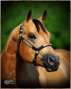 Fotos Von Pferden 240x300 - Pferde Und Pony Bilder Kostenlos Herunterladen
