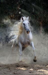 Fotos Von Pferden Für Facebook 193x300 - Desktop Hintergrund Pferde Kostenlos Herunterladen