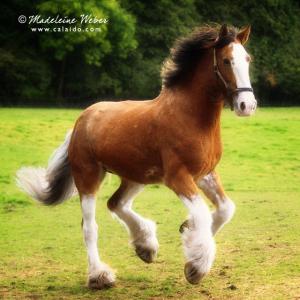 Fotos Von Pferden Kostenlos Downloaden 300x300 - Pferd Pony Für Facebook