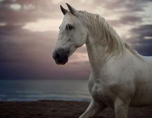 Fotos Von Pferden Kostenlos Herunterladen 300x233 - Pferde Und Reiten Für Facebook