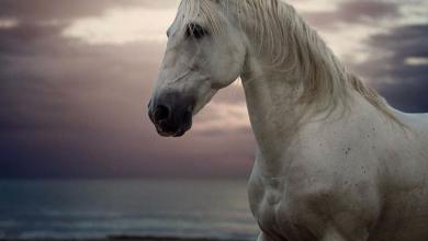 Bild von Fotos Von Pferden Kostenlos Herunterladen
