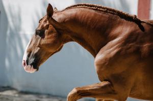 Freiberger Pferd Kostenlos Downloaden 300x199 - Galoppierende Pferde Bilder Für Whatsapp