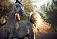 Bild von Friese Pferd bilder fürs handy