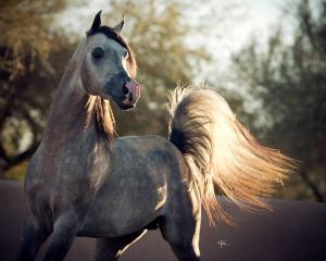 Friese Pferd 300x240 - Galoppierende Pferde Bilder Für Facebook