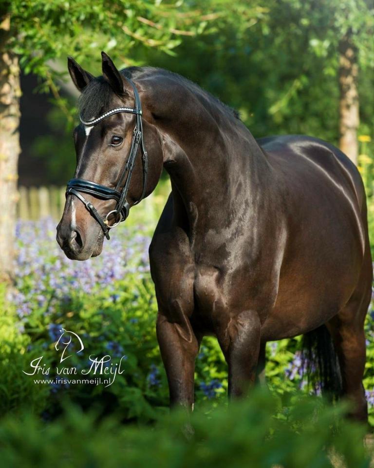 Friese Pferd Bilder Für Facebook