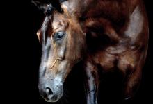 Bild von Friese Pferd Für Facebook bilder fürs handy