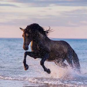Friesen Pferde Bilder Kostenlos Downloaden 300x300 - Hintergrundbilder Pferde Am Strand