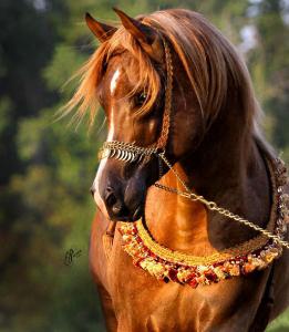 Günstige Pferde 261x300 - Gezeichnete Pferde Bilder Für Facebook