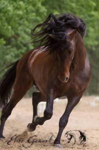 Günstige Pferde Für Facebook 198x300 - Araber Pferde Bilder
