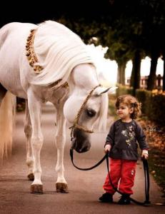 Günstige Pferde Kaufen Für Facebook 231x300 - Pferde Bilder Kostenlos Kostenlos Herunterladen