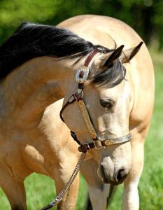 Günstige Pferde Kaufen Für Whatsapp 233x300 - Echte Pferde Bilder Für Facebook
