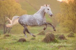 Günstige Pferde Kaufen Kostenlos Downloaden 300x198 - Friese Pferd Bilder Für Facebook